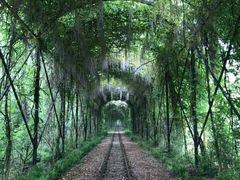 -合肥滨湖国家森林公园