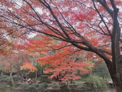 -秋霞圃