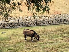 -福建土楼·永定景区-侨福楼