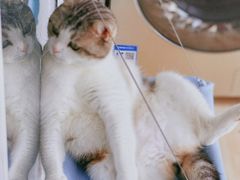 -圣宠动物医院·犬猫专科·影像中心·外科中心