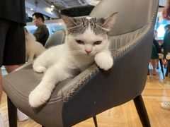 -遇见羊驼·奶狗咖·布偶猫咖·法斗柯基柴犬阿拉斯加(春熙路太古里IFS店)