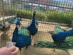 -萌宠亲子动物乐园(槐房万达店)