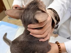 -美联众合动物医院·24h转诊中心