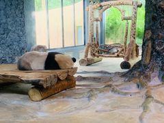 -海南热带野生动植物园
