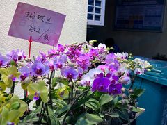 -溪岸路花鸟市场