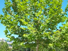 东园景色4-立水桥公园