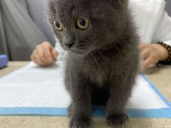 -宠颐生嘉德动物医院