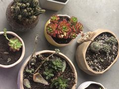 -三圣花乡旅游区