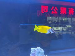 -大自然花鸟鱼虫市场