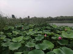 -素心小筑(后沙裕镇店)