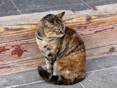 -龙华素斋(龙华路店)