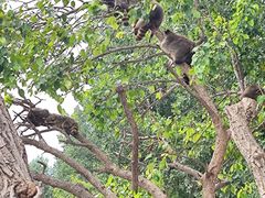 -北京野生动物园
