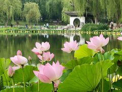 -莲花池公园