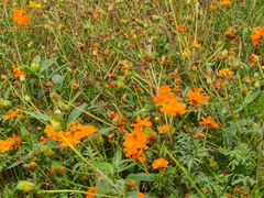 -紫颐香薰山谷景区