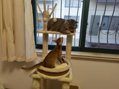 -momokira米努特·德文卷毛猫·棉花面纱犬