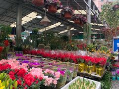 -曲阳花鸟市场(曲阳路店)