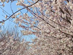 -老秦盖浇饭鸭子饭(回音必小区店)