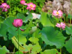 -八大山人梅湖景区