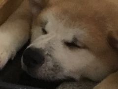 -喜柴咖啡·柴犬狗咖