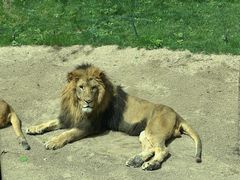 -北京野生动物园