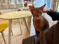 -Let's go狗咖·猫咖·奶狗·桌游(春熙路IFS店)