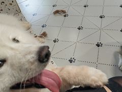 -毛绒耶耶撸宠馆·猫咖·狗咖·荷兰猪咖