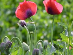 -国家植物园南园