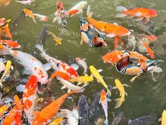 -南宫五洲植物乐园