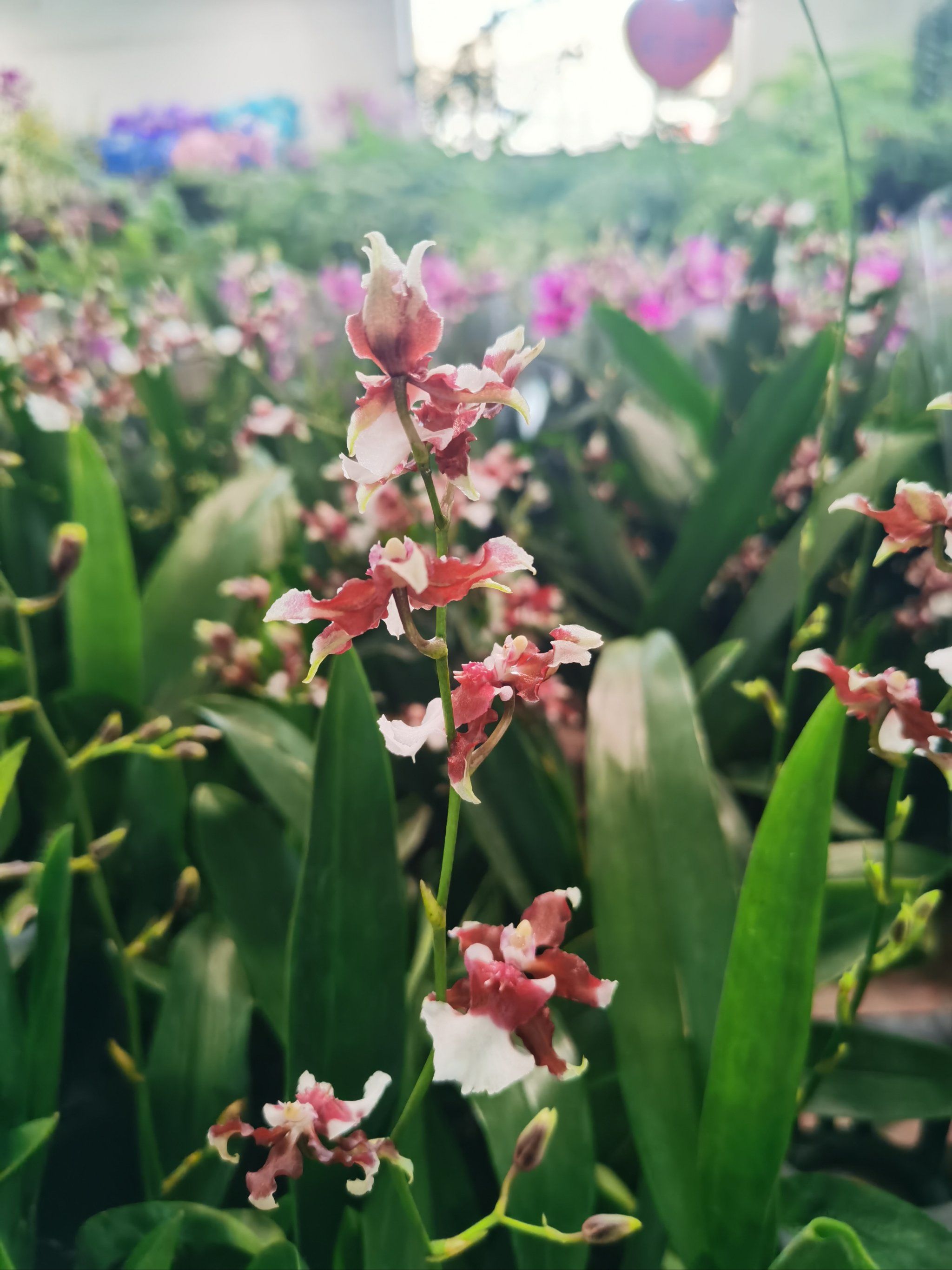 每天认识一种花～文心兰