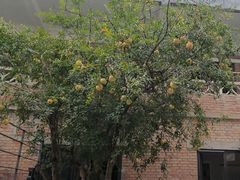 -羊门客在·烤盐池滩羊·川菜