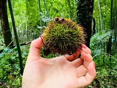 -上海佘山国家森林公园天马山园