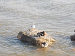 -深圳湾公园(南山区)