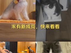 -欣宠猫屋·矮脚拿破仑·蓝金金渐层