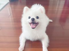 -汪说喵讲宠物乐园宠物酒店(红星美凯龙店)