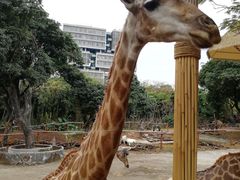 -深圳野生动物园