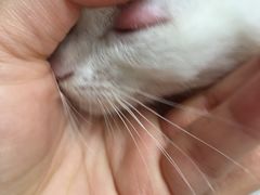 -荣耀金沙动物医院(清江西路店)