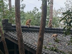 -千岛湖石林