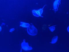 -上海海洋水族馆-停车场