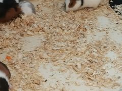 -怪兽屋·羊驼·猫咖·狗咖(俊华广场店)