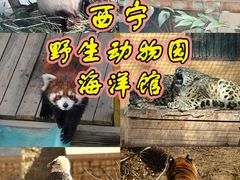 -青藏高原野生动物园