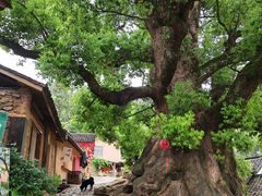 -杨家堂村