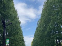 -黄海国家森林公园