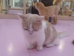 -爪爪喵星球·猫舍(前海卓越店)