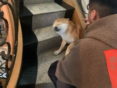 -喜柴咖啡·柴犬狗咖