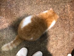 -more than meow吴止猫主题餐厅(承德 中船汇店)