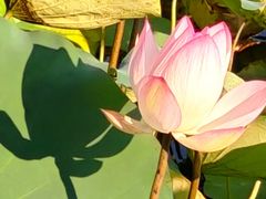 -荔湾湖公园