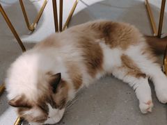 -飞行喵MR PILOT|猫舍·猫咖(静安大融城店)