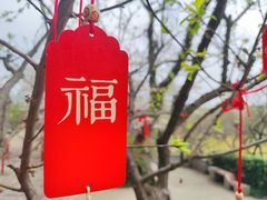 -香雪海