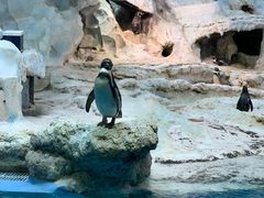 -帝企鹅自助餐厅•儿童岛•真企鹅(长隆企鹅酒店)