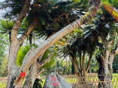 -中国科学院西双版纳热带植物园
